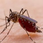 Cómputos distritales del INE con avance del 99.59%