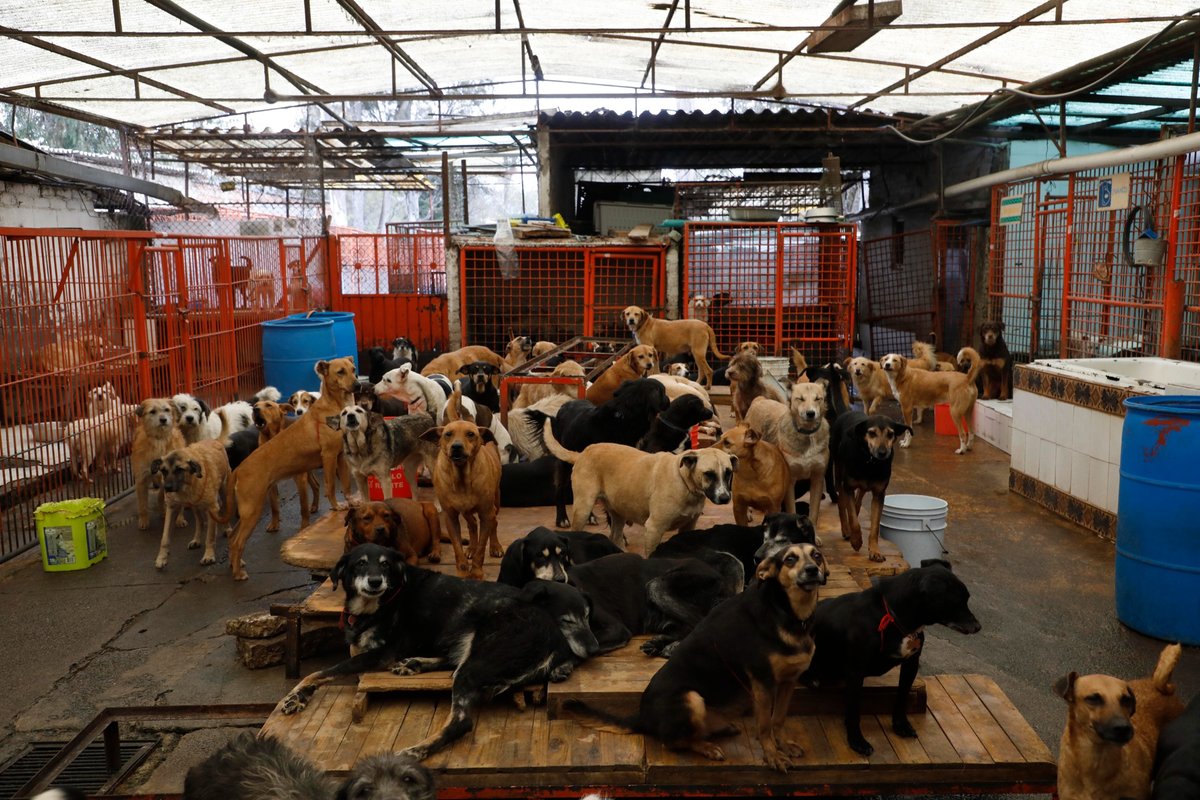 Expertos exigen peritaje urgente para decidir el futuro del albergue canino